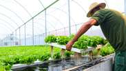 Novo método de cultivo usa 99% menos água do que agricultura tradicional