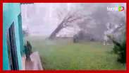 The wind uproots a tree during a storm in Paraná 