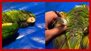 Periquito-maracanã é resgatado com perna lesionada por linha de pipa