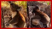 Em cena rara, coala macho é flagrado abraçando fêmea morta na Austrália