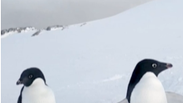 Por que não existem pinguins no Polo Norte? 