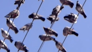 Por que os pássaros não tomam choque em fios elétricos?