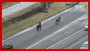 Cavalos escapam de estábulo e são flagrados no meio de rodovia movimentada nos EUA