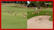 Cangurus invadem campo de golfe e interrompem partida na Austrália