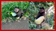 A woman goes viral after a monkey stole sugarcane juice in Maringá (PR)