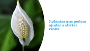 7 plants that can help relieve rhinitis