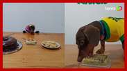 Cãozinho wins themed birthday parties and goes viral on social media 