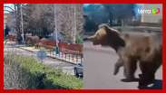 Urso ataca pessoas e causa situação de emergência na Eslováquia