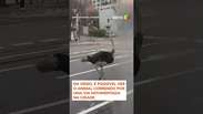 Avestruz escapa de zoológico, corre por avenida e atrapalha trânsito na Coreia do Sul