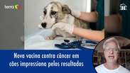Nova vacina contra câncer em cães impressiona pelos resultados