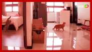 Earthquake in Taiwan: the camera captures frightened cats with strong tremors
