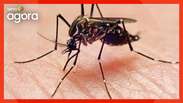 Lemon juice?  Sweet potato?  Official information helps fight dengue