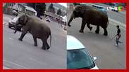 Elefante escapa de circo e 'passeia' por ruas em cidade nos EUA