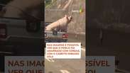Vídeo flagra porco e cabrito sendo transportados na traseira de caminhonete em SP #shorts
