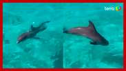 Golfinhos são encontrados abandonados em resort de luxo nas Bahamas; veja vídeo