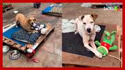 Cachorros resgatados ganham brinquedos de pelúcia e se divertem em abrigo no RS