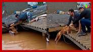 Caramel the dog is saved after clinging to the wall of a flooded house in RS