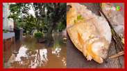 Piranha é encontrada nas ruas em meio às enchentes em Porto Alegre