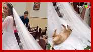 Cachorro caramelo viraliza ao deitar e rolar em vestido de noiva durante casamento em SP