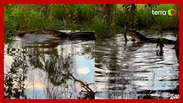 A photographer captures a fight between alligators and anacondas in the Pantanal;  the battle would last 2 hours