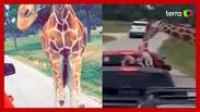 Criança é erguida por girafa durante safári nos Estados Unidos 