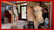 Camelo resgatado de fazenda leiteira 'invade' casa do tutor; veja vídeo
