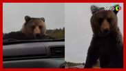 Urso assusta casal que enfrentava problemas com o carro em rodovia na Rússia