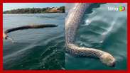 Cobra gigante morta é flagrada por homem durante passeio de barco em lago no Tocantins