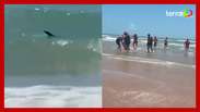 Tubarão ataca quatro banhistas em praia nos Estados Unidos