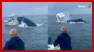 Baleia vira barco com duas pessoas após salto nos Estados Unidos