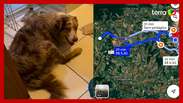 Cachorro percorre 19 km e reaparece na casa de tutores no interior de SP