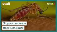 Oropouche: Como se proteger da doença que cresceu 1000% no Brasil?