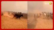 Vídeo mostra gado fugindo do fogo durante incêndio em fazenda de Goiás