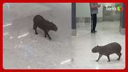 Capivara ‘invade’ e ‘passeia’ por aeroporto em Santa Catarina