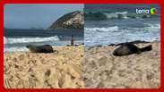 Banhistas flagram lobo-marinho nas areias da Praia de Ipanema