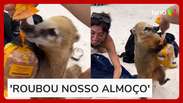 Quati disputa pacote de sanduíches com turista em ilha de Florianópolis