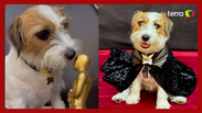 Cachorrinha de 'Ainda Estou Aqui' aparece vestida para o Oscar e farejando estatueta: ‘Celebrar’