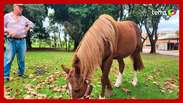 Por onde anda o cavalo Caramelo, símbolo das enchentes do Rio Grande do Sul