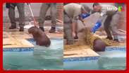 Capivara é resgatada após ser flagrada tomando banho em piscina no RJ