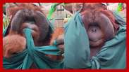 Zoológico americano flagra orangotango dando nó em tecido e encanta internautas