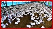 China veta importação de toda carne de frango e derivados do Brasil após caso de gripe aviária