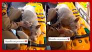 Bombeiros usam oxigênio para salvar cachorra resgatada de incêndio no Paraná
