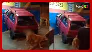 The drunk driver invades the grocery store inside SP
