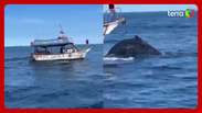 Baleia jubarte é atropelada por barco em praia no Arraial do Cabo