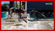 The holiday leaves alone in the pool after being captured 