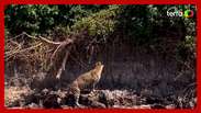 Sucuri cai de árvore e é atacada por onça-pintada no Pantanal