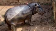 The hippopotamus becomes an attraction after suffering rare dental treatments in the campinics