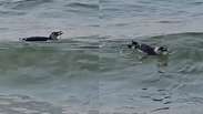 Pinguim é flagrado nadando em praia na Zona Sul do Rio; veja