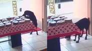 The dog takes advantage of the distraction of employees and the shop cake 