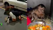 RJ: macaquinha é resgatada debaixo de carro na região do Jardim Botânico